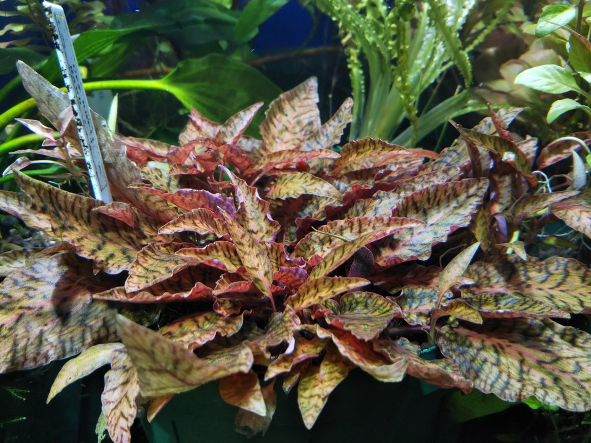 Cryptocoryne nurii Raub 虎柄が綺麗な人気クリプトです プラ鉢育成