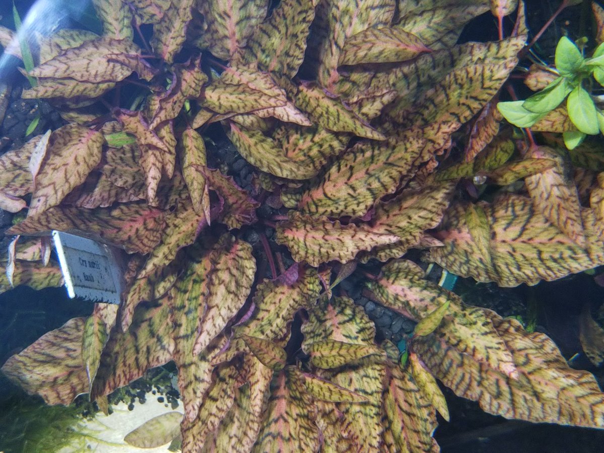Cryptocoryne nurii Raub 虎柄が綺麗な人気クリプトです プラ鉢育成