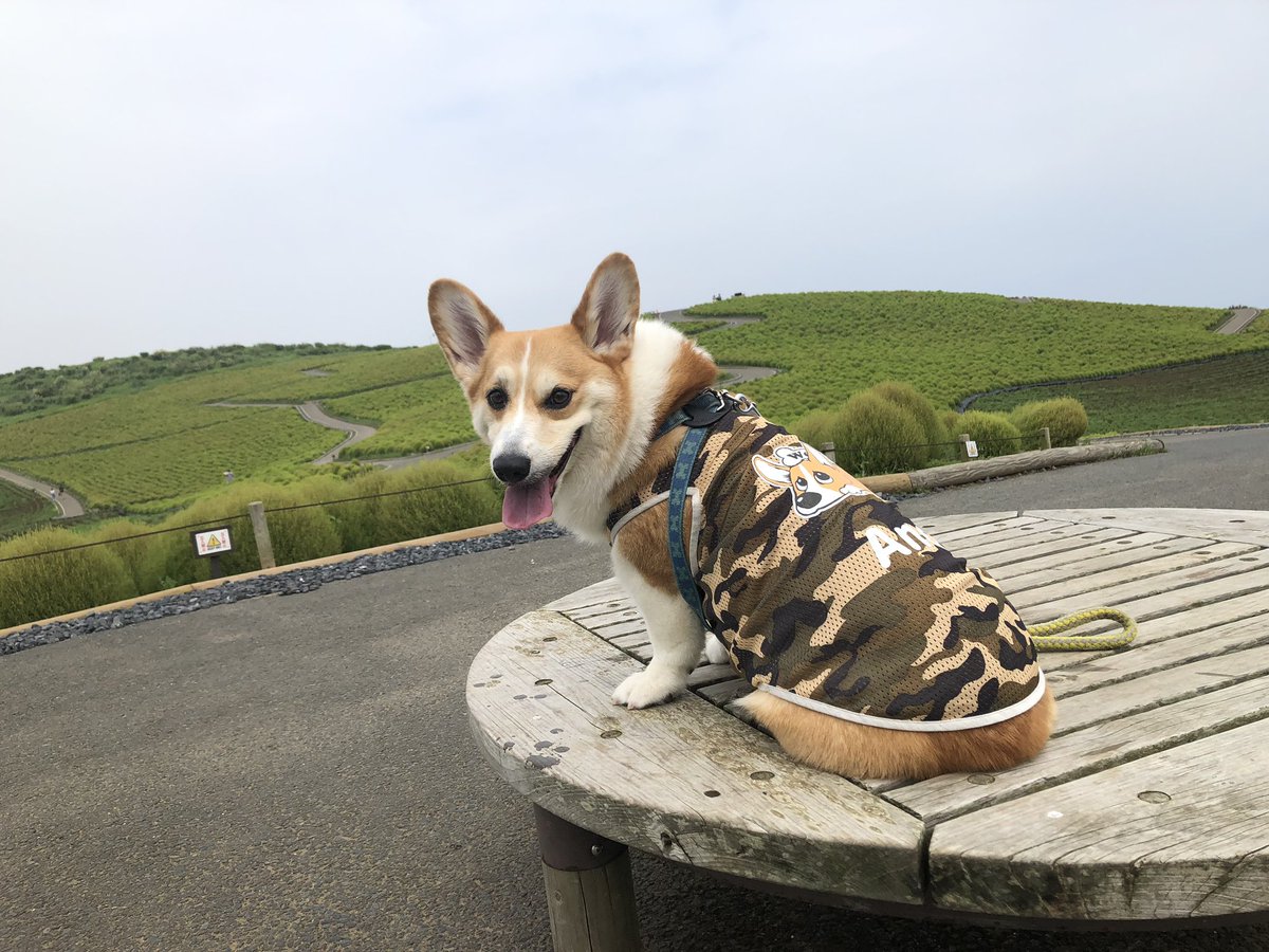 コーギー短足部 部長 ひたちなか海浜公園にお散歩しにきたぉ かなり空いてます 笑 犬連れ コーギー コーギーのいる暮らし ひたちなか海浜公園