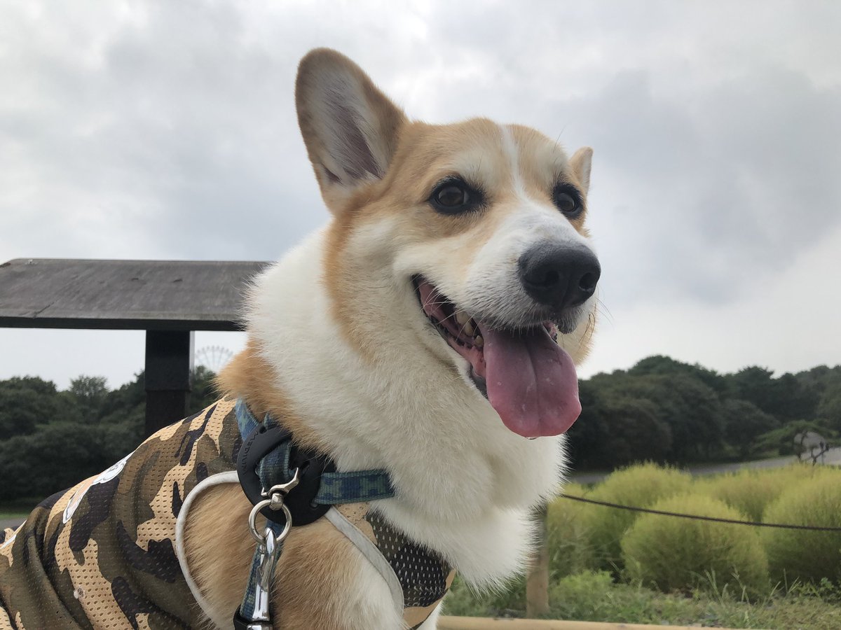 コーギー短足部 部長 ひたちなか海浜公園にお散歩しにきたぉ かなり空いてます 笑 犬連れ コーギー コーギーのいる暮らし ひたちなか海浜公園