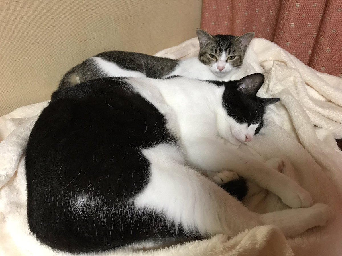 アウターサイエンス6周年 カナヅキのイラスト