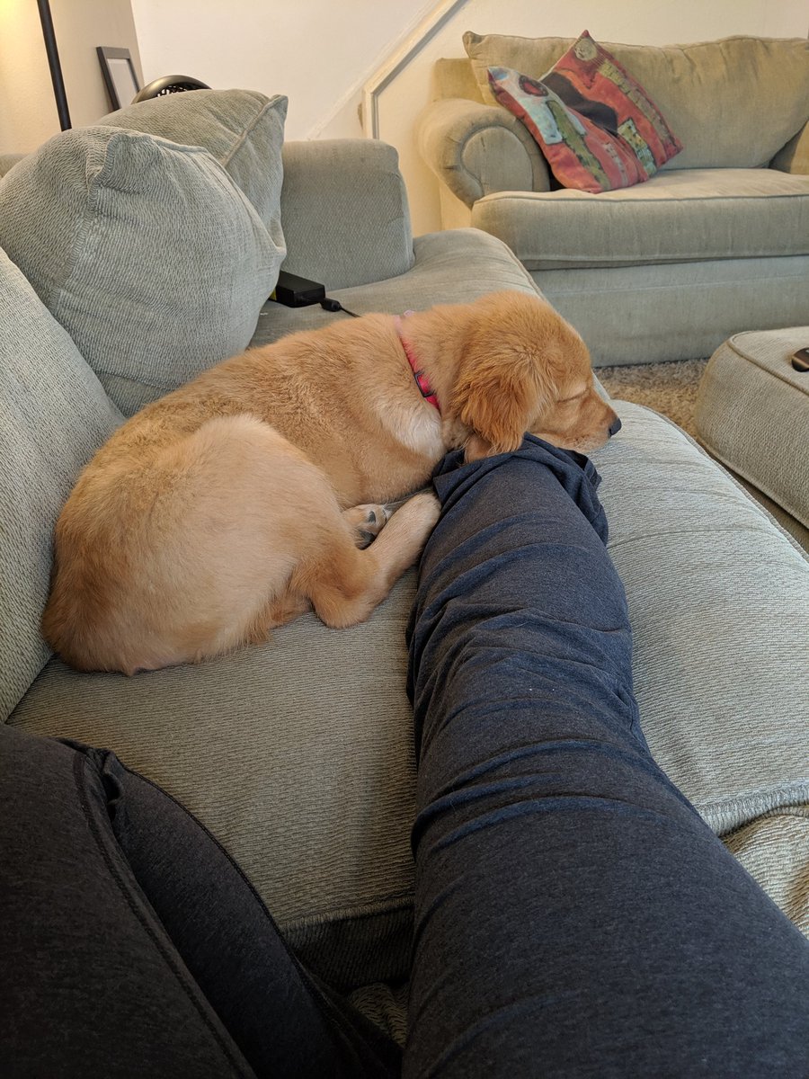 bwcspod's tweet photo. #puppylove #whyisitonlytuesday https://t.co/P9EececgE9