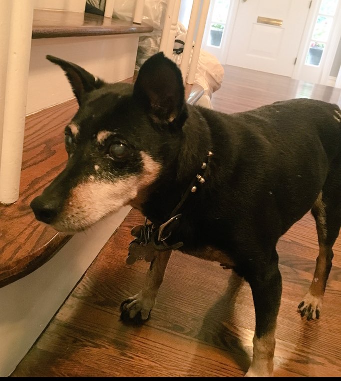 matosortho's tweet image. Duke, Thank you for so many years of wonderful memories and unconditional love. We love you so very much, rest in peace my old friend. We will miss you but you'll live forever in our hearts. 
🇺🇸🇺🇸🇺🇸🇺🇸  D  U  K  E  🇺🇸🇺🇸🇺🇸🇺🇸
  Sept. 20, 1999 - Sept. 10, 2019