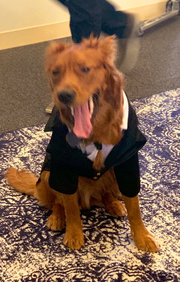 TeddyExecutive's tweet photo. Long day at the office https://t.co/P2xOmyFdWO