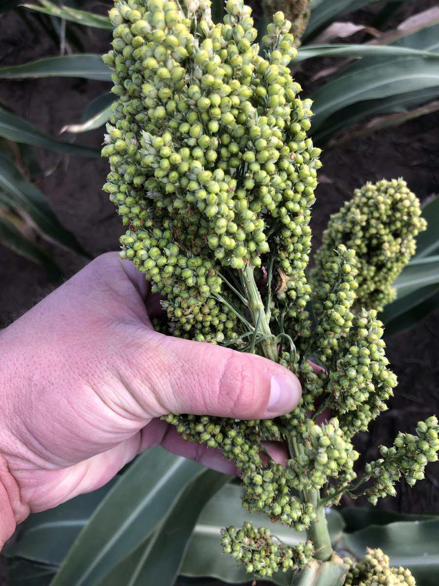 ccmac_OSU's tweet photo. #headworm reaching treatment threshold in a few fields in N. Tx Panhandle time for @FMCAgUS #prevathon https://t.co/wV0VWsOVxT