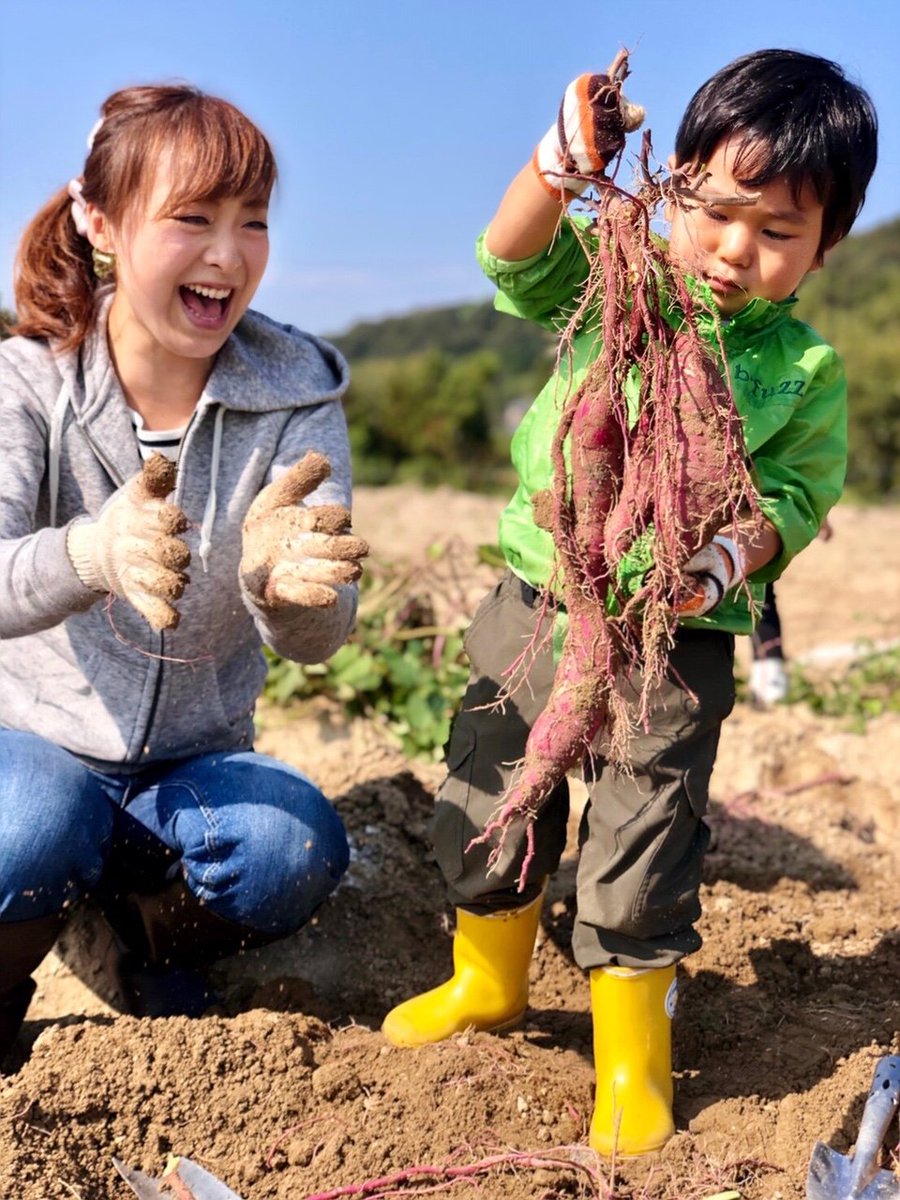 神戸市広報 おはよう 秋の行楽 さつまいも掘り より 昨日より 小束野 こそくの 農園が開園 うんとこしょ どっこいしょ 自分で収穫して食べる さつまいも は格別ですね 神戸市 いも掘り サツマイモ