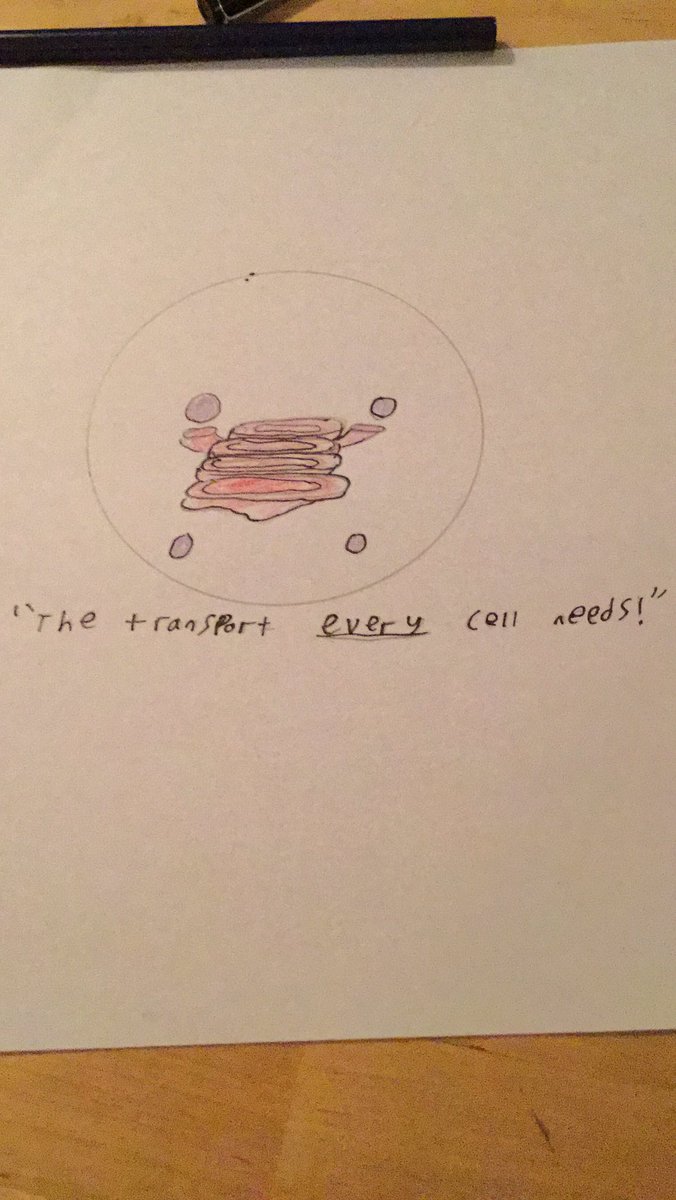 real_apparatus's tweet photo. I am officially running for election starting tomorrow!

Because everyone needs protein secretion in the cells.
#organellewars https://t.co/r5YyglNiWw