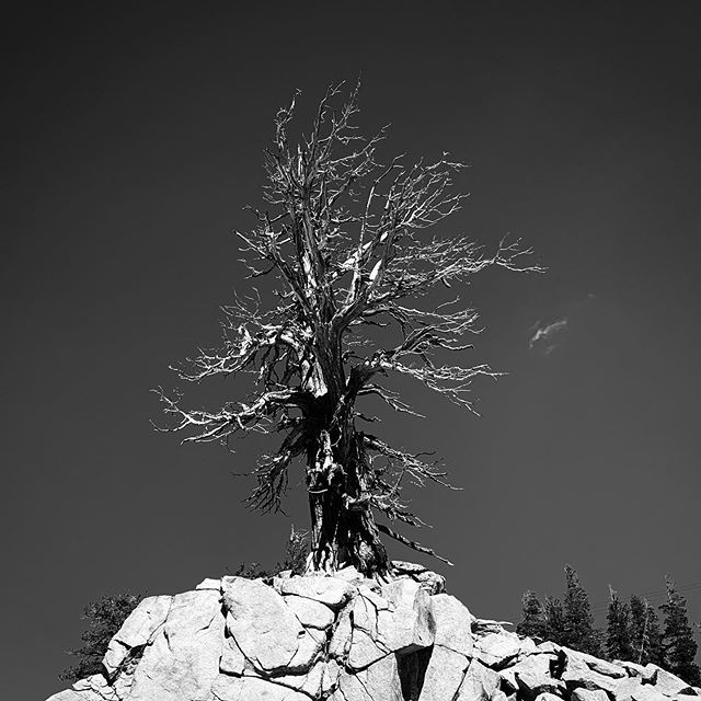 #cinqmars #tahoe #mountains #deadtree #blackandwhite #bnw #squawcreek