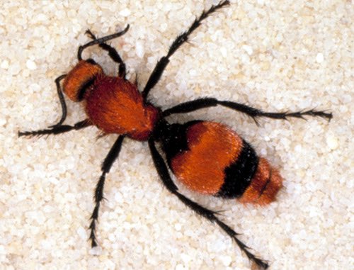 CoachOusley's tweet photo. .@Coach_Kite and myself spotted one of these suckers after practice today. No thanks. π³ https://t.co/9f99vRbNYS
