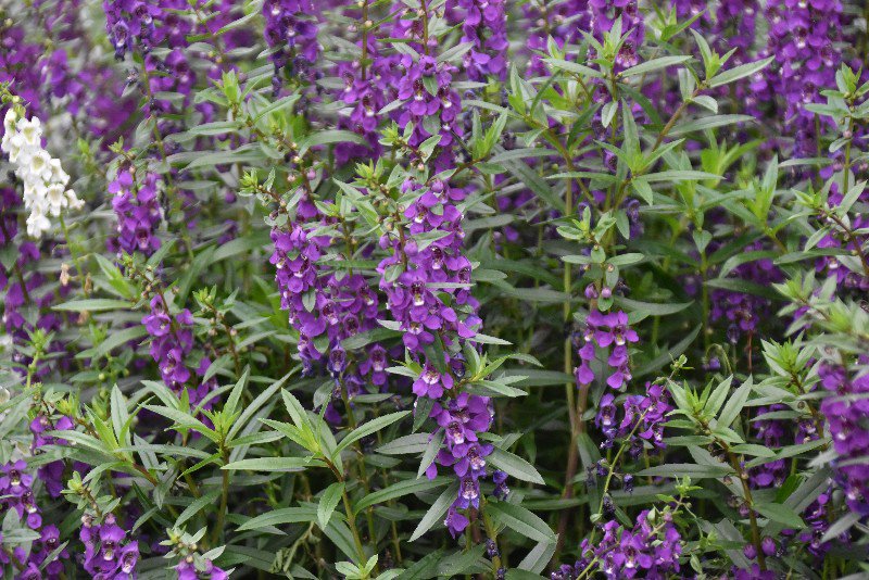 ট ইট র 花と緑のtdr Bot オンタイム Tdl スティッチ エンカウンター前では二色のアンゲロニアが咲いています 実はこの花壇 季節が変わっても紫と白の花が植えられていることが多いんですよ トゥモローランドのテーマカラーと思われる紫はやはりこの場所に
