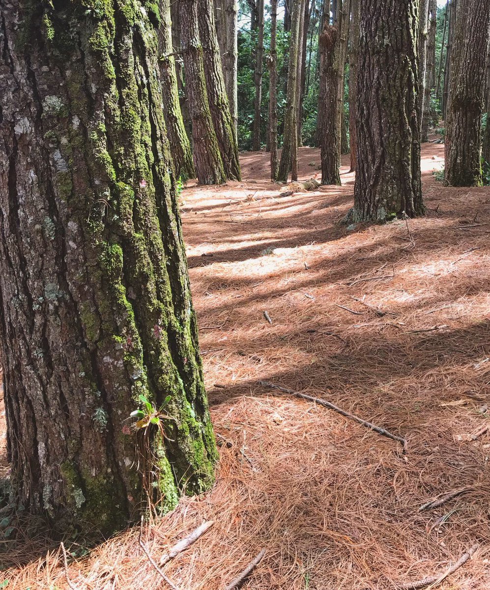 HAMLET BEAUMONT on Twitter "SEGUIMOS HamletVenezuela 🇻🇪"