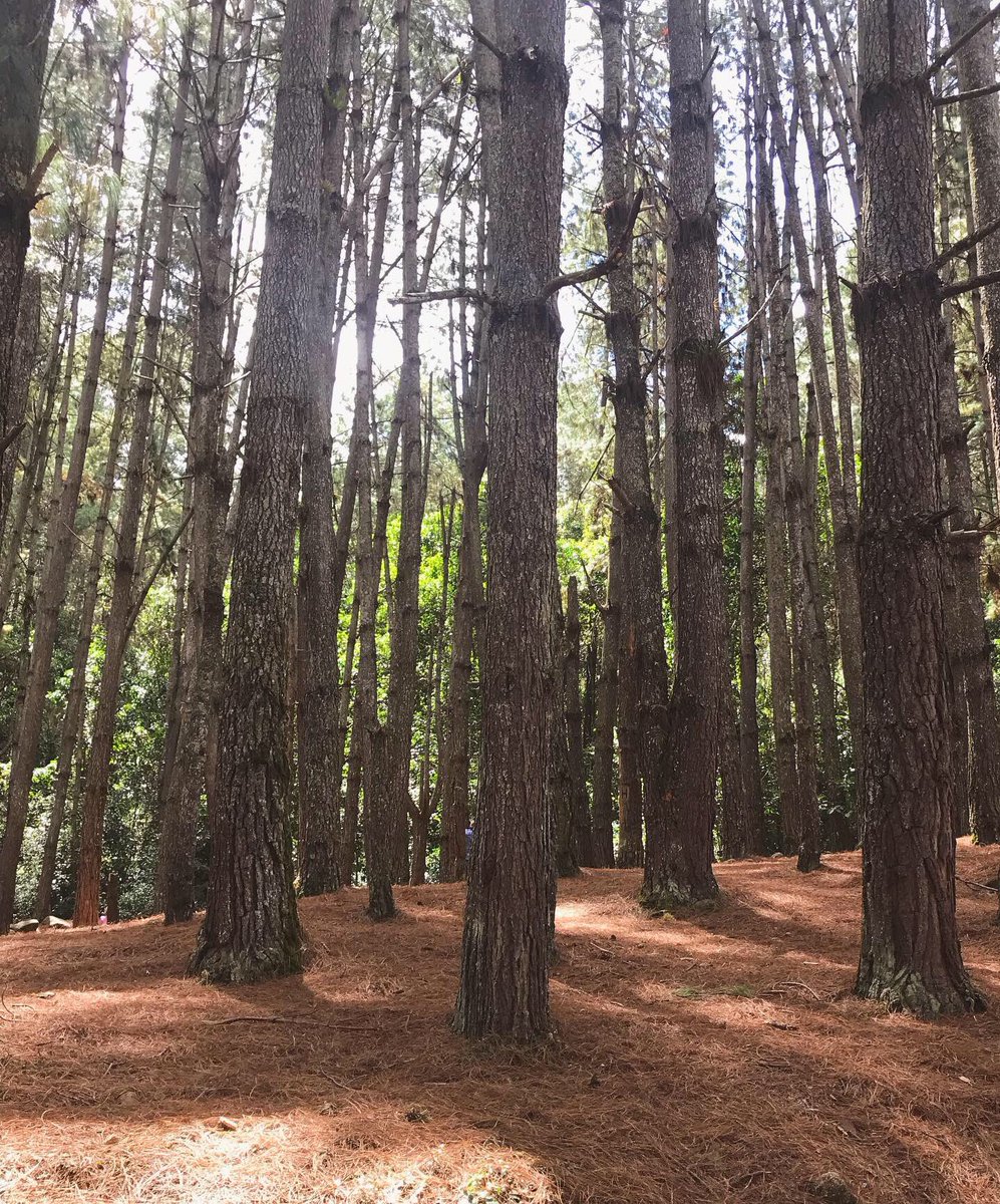 HAMLET BEAUMONT on Twitter "SEGUIMOS HamletVenezuela 🇻🇪"