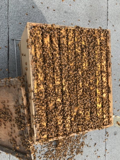 As if PDC wasn't sweet enough! #urbanbeehive