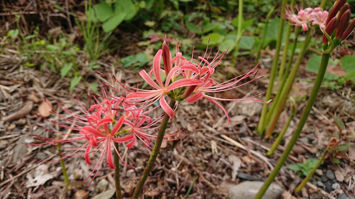 コレクション捨子花