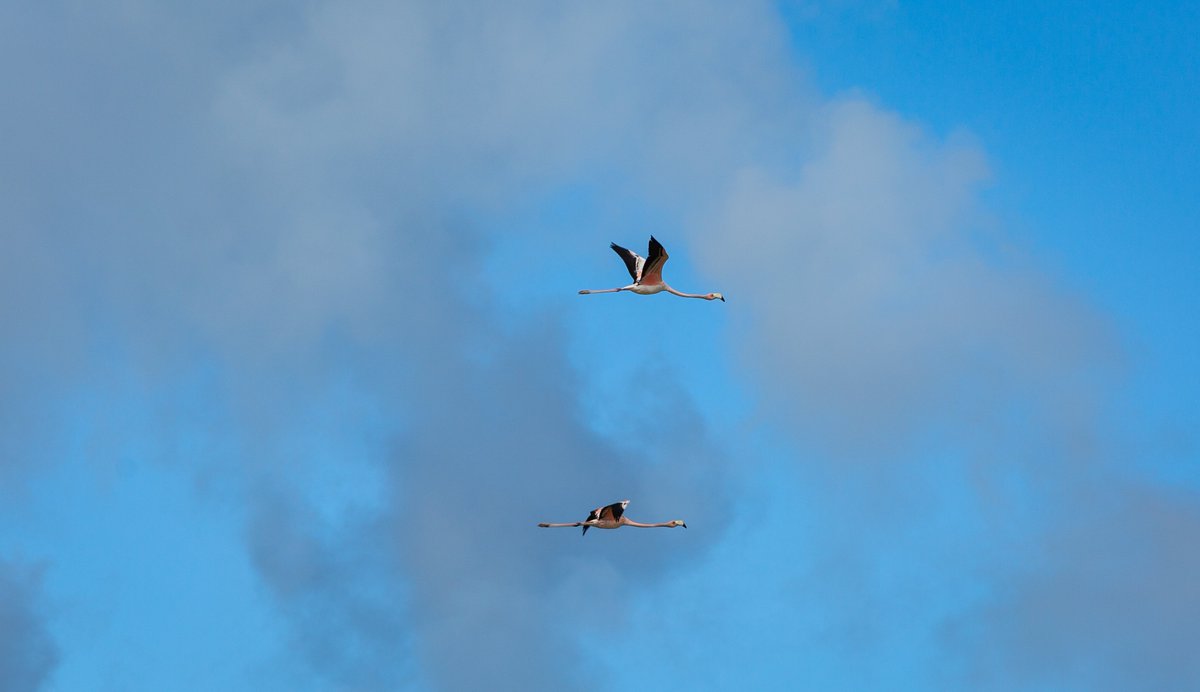 pinkmakomedia's tweet photo. 😍 If you’re lucky you may have had the pleasure of spotting our infamous flamingo duo. Here you can see them probably heading to their next stop. Where was the last place you saw them?🤔
#PinkMako #DigitalNavigators #Anguilla #Photography #Flamingo #Birds #Nature #Canon #Flying https://t.co/InOFQ48hPP
