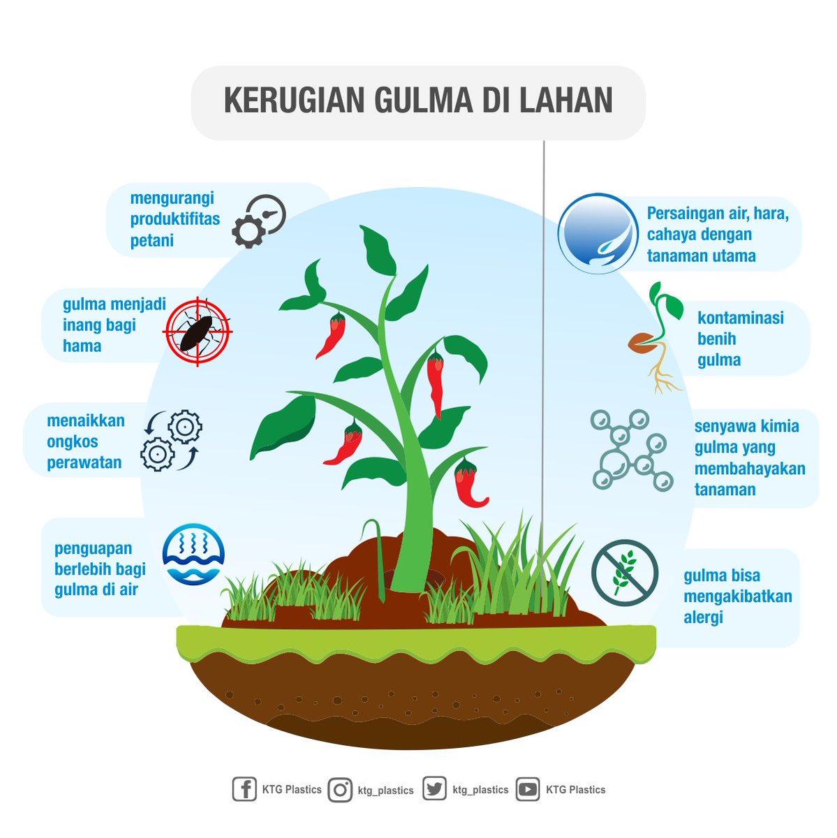 ktg_indonesia's tweet photo. Gulma merupakan 1 dari sekian musuh petani di lahan, banyak lo ternyata kerugian yang di akibatkan dengan munculnya gulma ini.
#gulma #ktgplastics #ptkencanatiaragemilang #geomembrane #mulsa #plastikmulsa #mulsatopigunung #jawatimur #agriculture #mulsakilap #mulsahitamperak https://t.co/YugFPRiih2