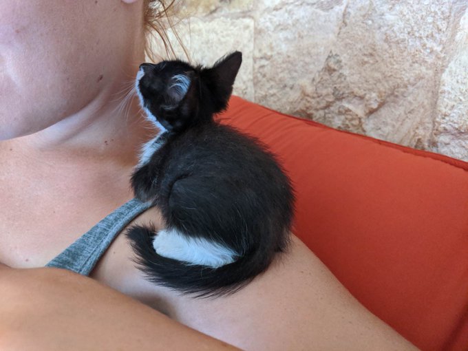 So I saved a kitten from being eaten by a dog on the streets of Mexico.  I'm trying to get him back to<a href="/tag/howtosuckdick"class="tags"><span>#howtosuckdick</span></a>