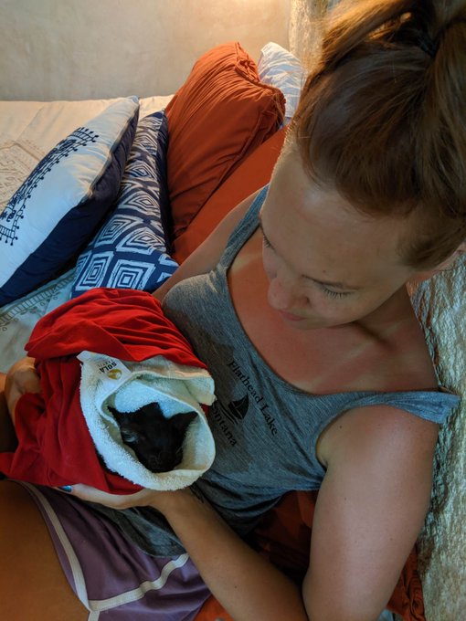 So I saved a kitten from being eaten by a dog on the streets of Mexico.  I'm trying to get him back to<a href="/tag/howtosuckdick"class="tags"><span>#howtosuckdick</span></a>