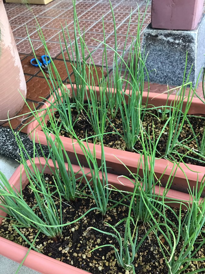 秋からはワケギを育てよう 育て方ポイント8つ Gardeniwa