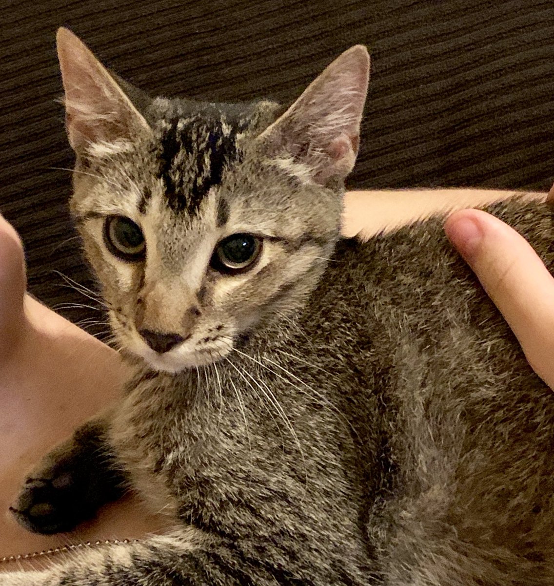 BYouTfulBoulder's tweet image. This is Max. Max has #murdermittens and I don’t even mind. #kittehsofinstagram