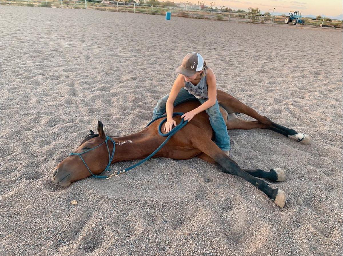 LakotaTrailers's tweet photo. "He just wanted a nap😴
-
#lakotaypa #lakotaforever #lakotatrailers #equestriansinstyle #gallop #quarterhorses #ridingdays #barrelracing #polebending #ponies #APHAproud #canchaser #mustangs #burros #tiptraining #equestrians #horses #barrels #poles 📷: @pmbarrelracing " https://t.co/l1rVeHdLOw