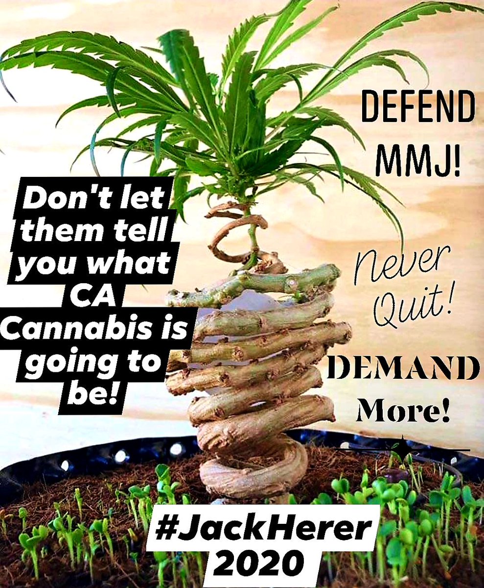 DrMesmer's tweet photo. #California must do better than the AUMA scam pushed by #BigCanna and Radical forces in this state! #WeCanAndWillDoBetter and now we have a chance at #TrueLegalization with Jack's #CaliforniaCannabisHempHeritageAct2020 #DefendMMJ #DemandMore #USCC #op420 #JackHerer2020 #NeverQuit https://t.co/qBo55D7844
