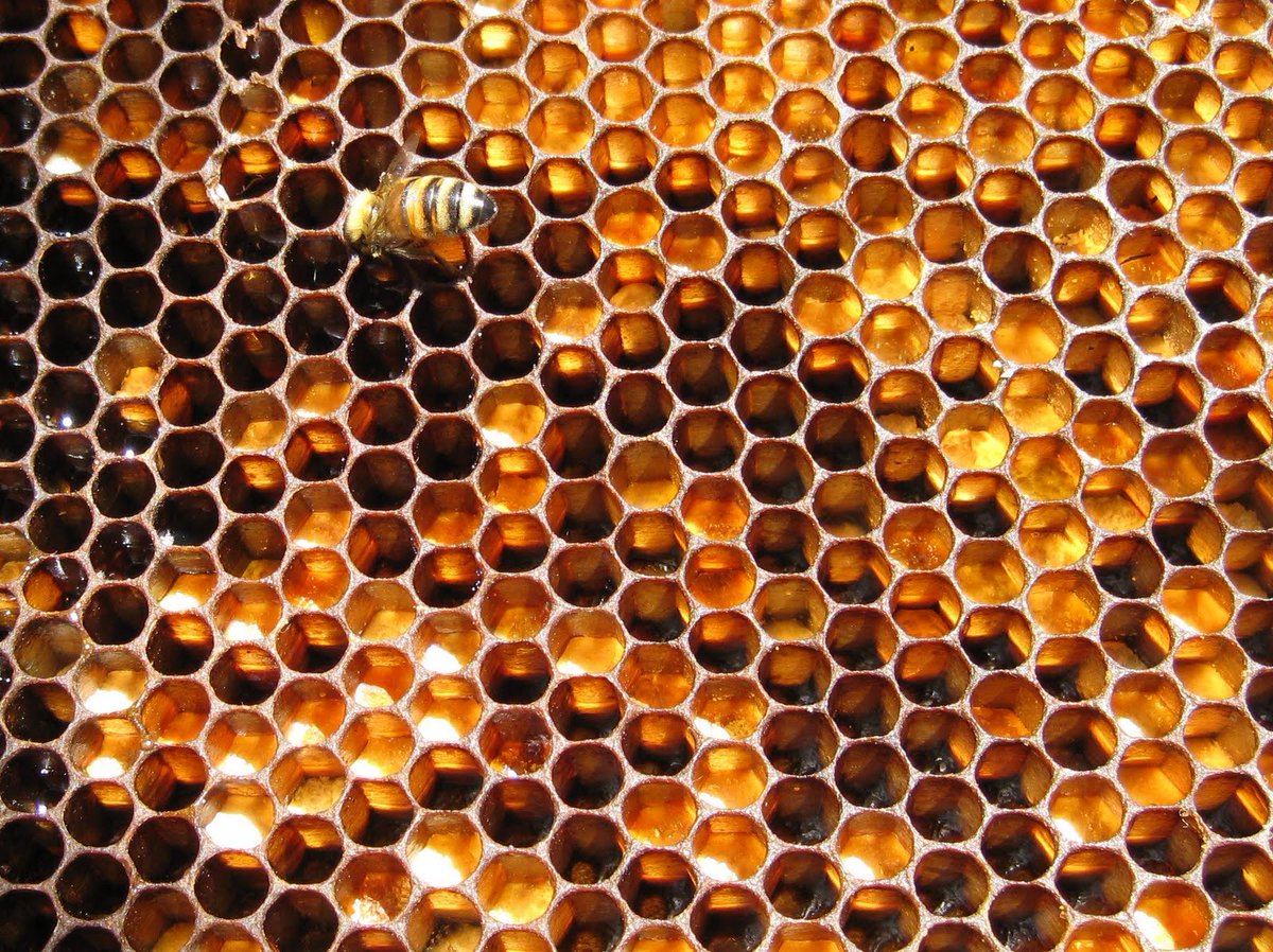 チョビ之助 いくつもの片隅に No 5287 コレは別に集合体恐怖症じゃなくても 単純に 気持ち悪い と思うぞ コラージュ チョビ之助 いくつもの片隅に No 5287 コレは別に集合体恐怖症じゃなくても 単純に 気持ち悪い と思うぞ コラージュ