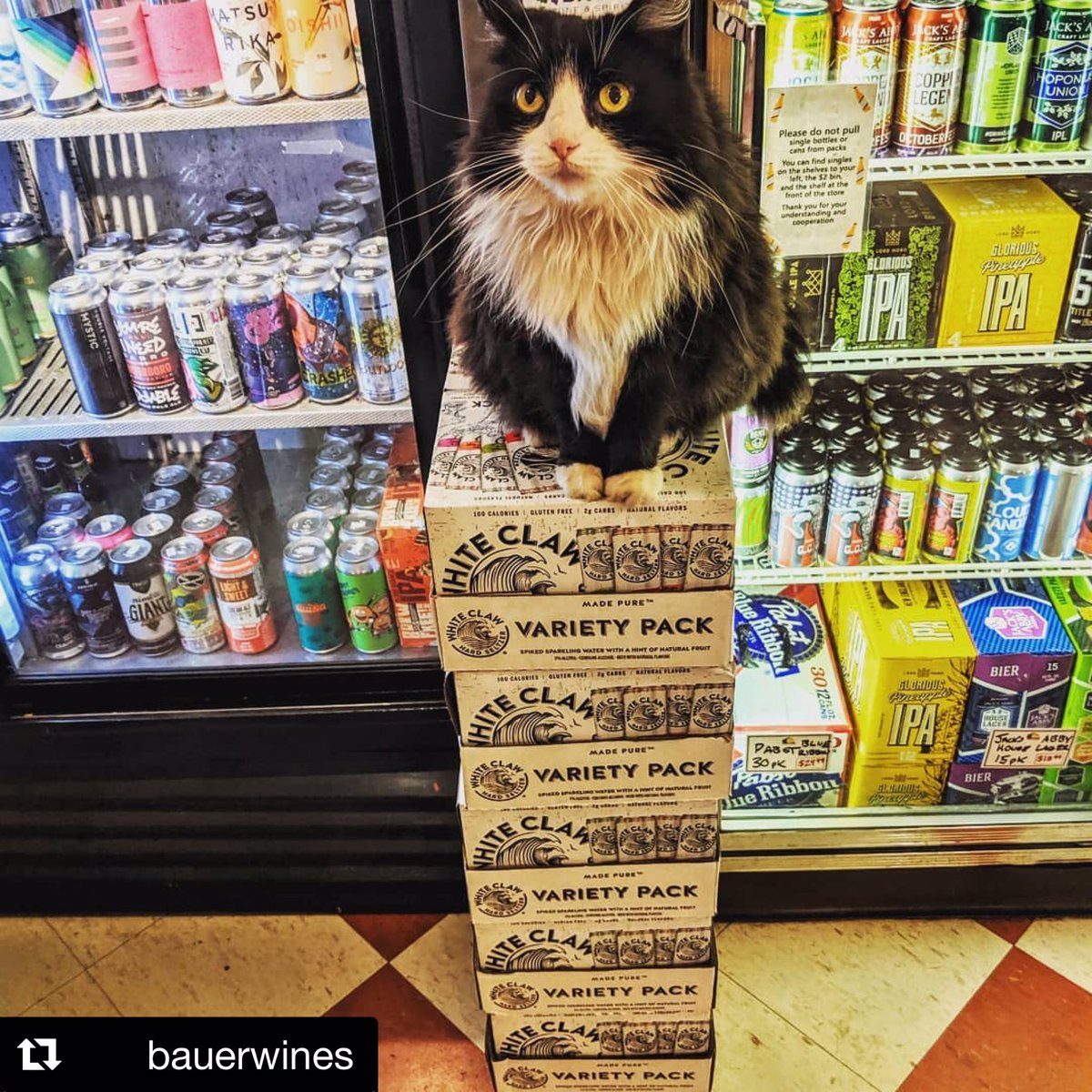 Beer Cats tweet media