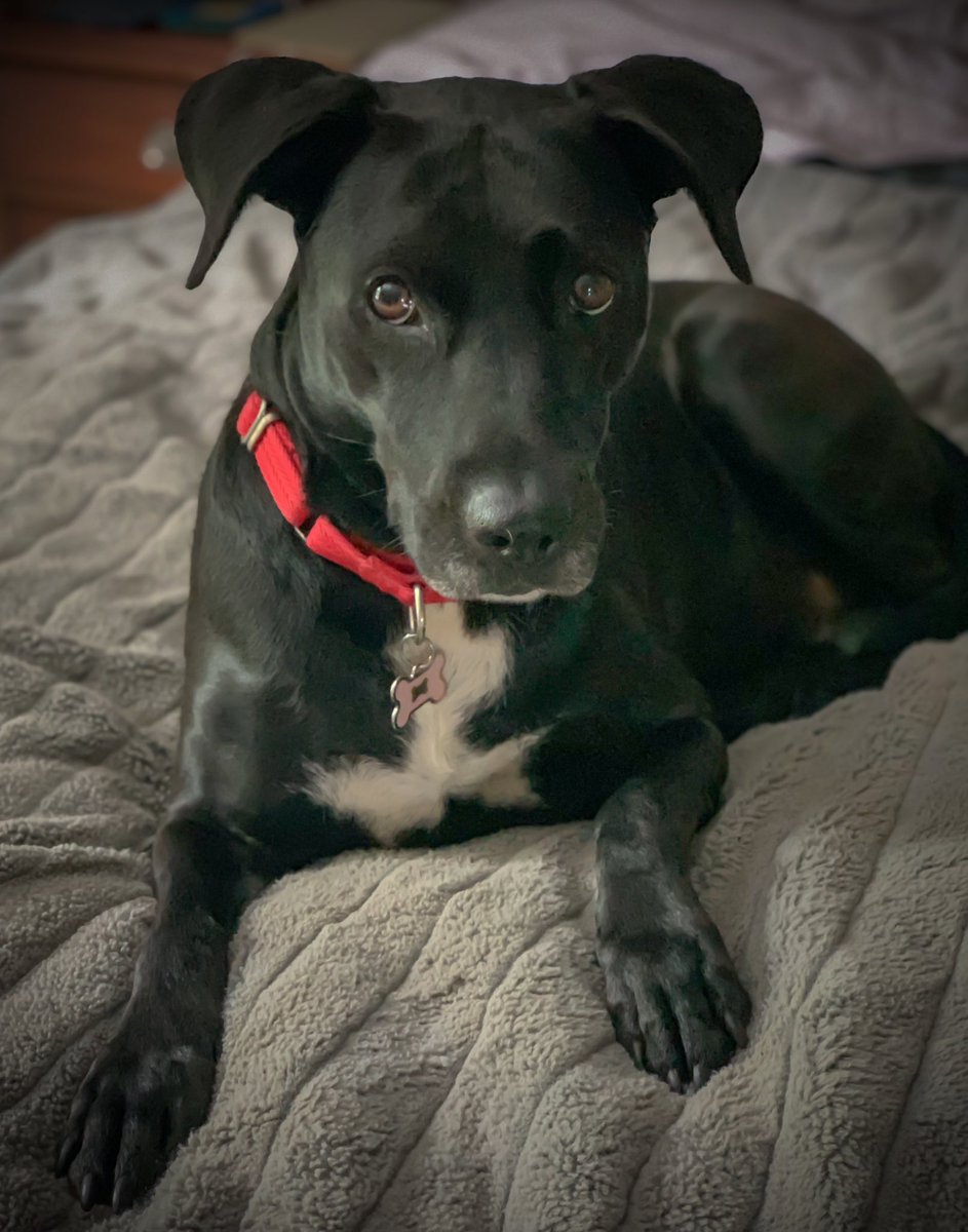 Karuana's tweet image. Pretty girl. #RescueDog #DogsofMicrosoft