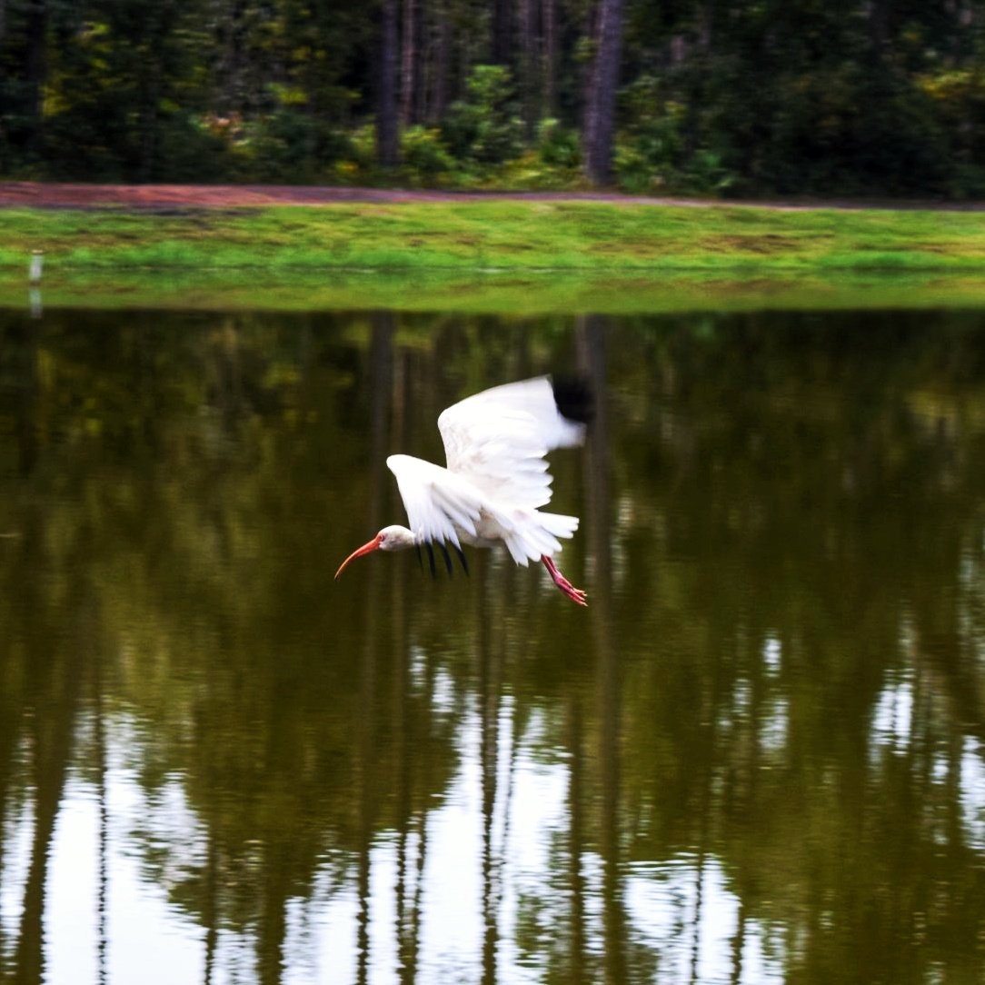 be_motivated_sc's tweet photo. Did some shooting today.....didnt have much time.....but so good for my soul!!! #shooter #shootersshoot #nature #beauty #lowcountry #itscalledart #artislife #sharingiscaring #yourrelease #bemotivated #livehappy #WITwhateverittakes #goodvibes https://t.co/klxDN1Rm3m
