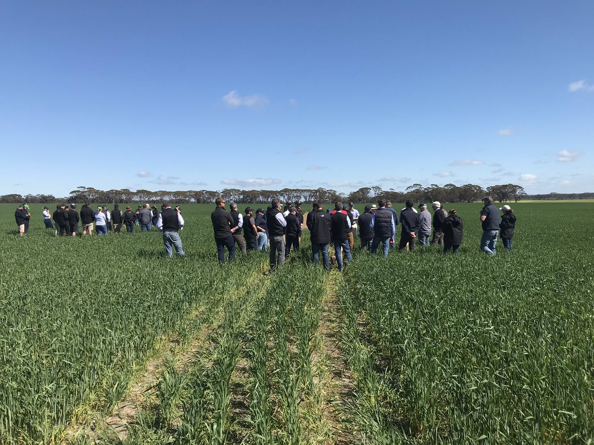 NatalieAnneLee's tweet photo. .@theGRDC Western Region Panel touring WAβs Great Southern region. Currently checking out trials at #FaceyGroup field day https://t.co/tbvkwi8cza