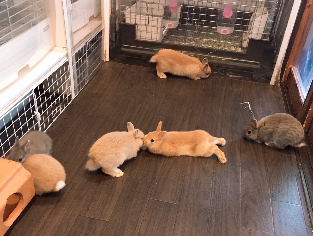 うさぎカフェ ミニヨン Twitterissa ネザーの子うさぎたちのふれ合いが開始になりましたᙏ ᙏ ぜひ遊びに来てください 連続しての触れ合いや体調などで お休みの時間を取らせて頂く場合もあります ご了承ください カフェミニヨン うさぎ うさぎカフェ うさぎカフェ ミニヨン Twitterissa ネザーの子うさぎたちのふれ合いが開始になりましたᙏ ᙏ ぜひ遊びに来てください 連続しての触れ合いや体調などで お休みの時間を取らせて頂く場合もあります ご了承ください カフェミニヨン うさぎ うさぎカフェ