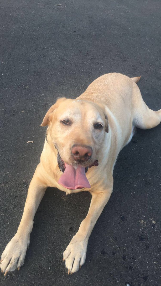 jakestone0111's tweet photo. Copper loves long walks on the beach #TopperTuesday https://t.co/EsavCUqf4L