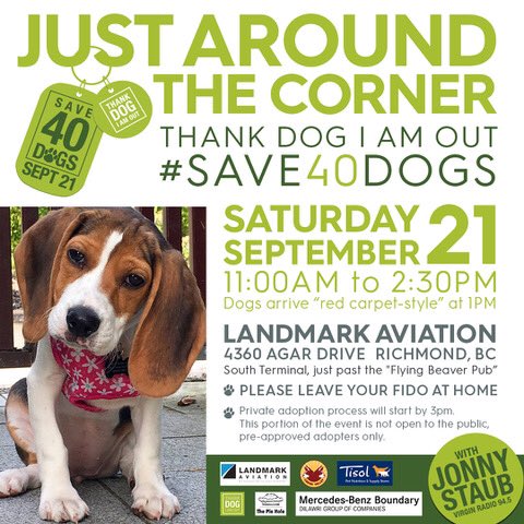 thankdogiamout's tweet photo. Something for everyone - Puppers ranging from 6lbs to 40lbs , 6 months to 12 years #ApplyToAdopt this week and have your new family member Sat Sept 21 @ #Save40dogs @thankdogiamout https://t.co/eVMMdSW0Wp