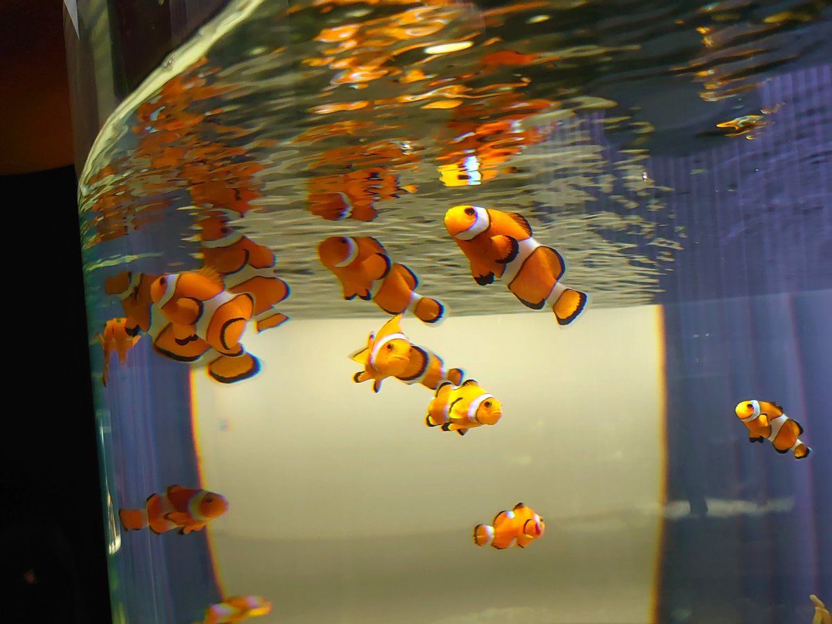 Tomo On Twitter ニモ 水槽の上に手をかざすと寄ってきた エサと思ったのかな 金魚やメダカと一緒だね