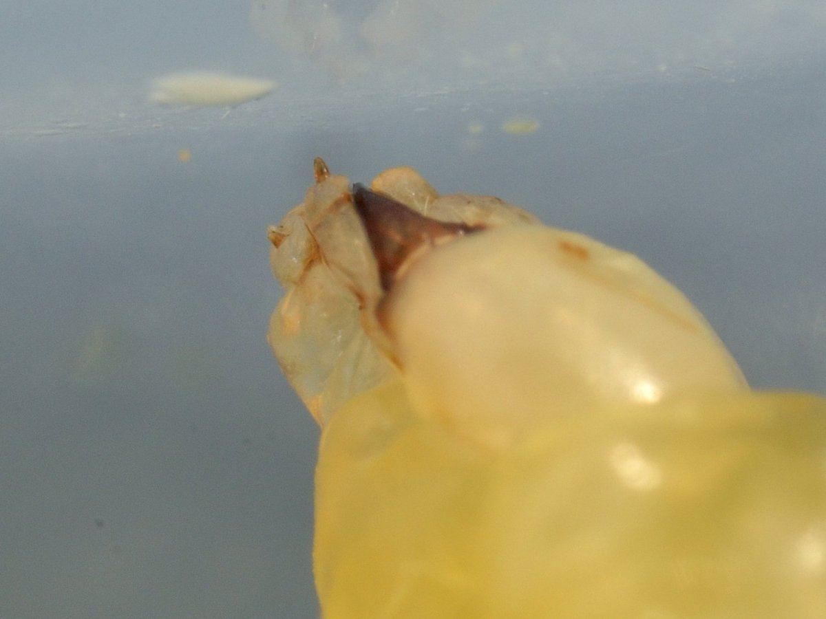 sabikikori5's tweet photo. #アメリカジガバチ 第3独房
追加分すら食べ切った幼虫が、更なる餌を求めて頭部を動かしていたので、色々なアングルから撮っておいた。
後で各部の名称を確認してみよう。
#Sceliphron caementarium #Sphecidae #Hymenoptera https://t.co/SnRJEj7CGj