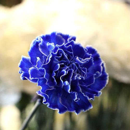 音羽 Otoha V Twitter たった今夢の中で花の写真を撮ったはずなのにかめらはろーるに入っていないんですけどどう言うことですか 青い カーネーションどこですか Twitter