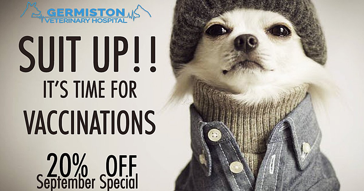 GermistonVet's tweet photo. VACCINATION
Why should I vaccinate my pet?
Put simply: -“Vaccination saves lives!”
Your guide to vaccination......
Read More: https://t.co/cIEG3KdruS
#petvaccination #vaccination #septemberspecial #pethealth #petfamily #pet #GermistonVet https://t.co/4rLTNFZ46F