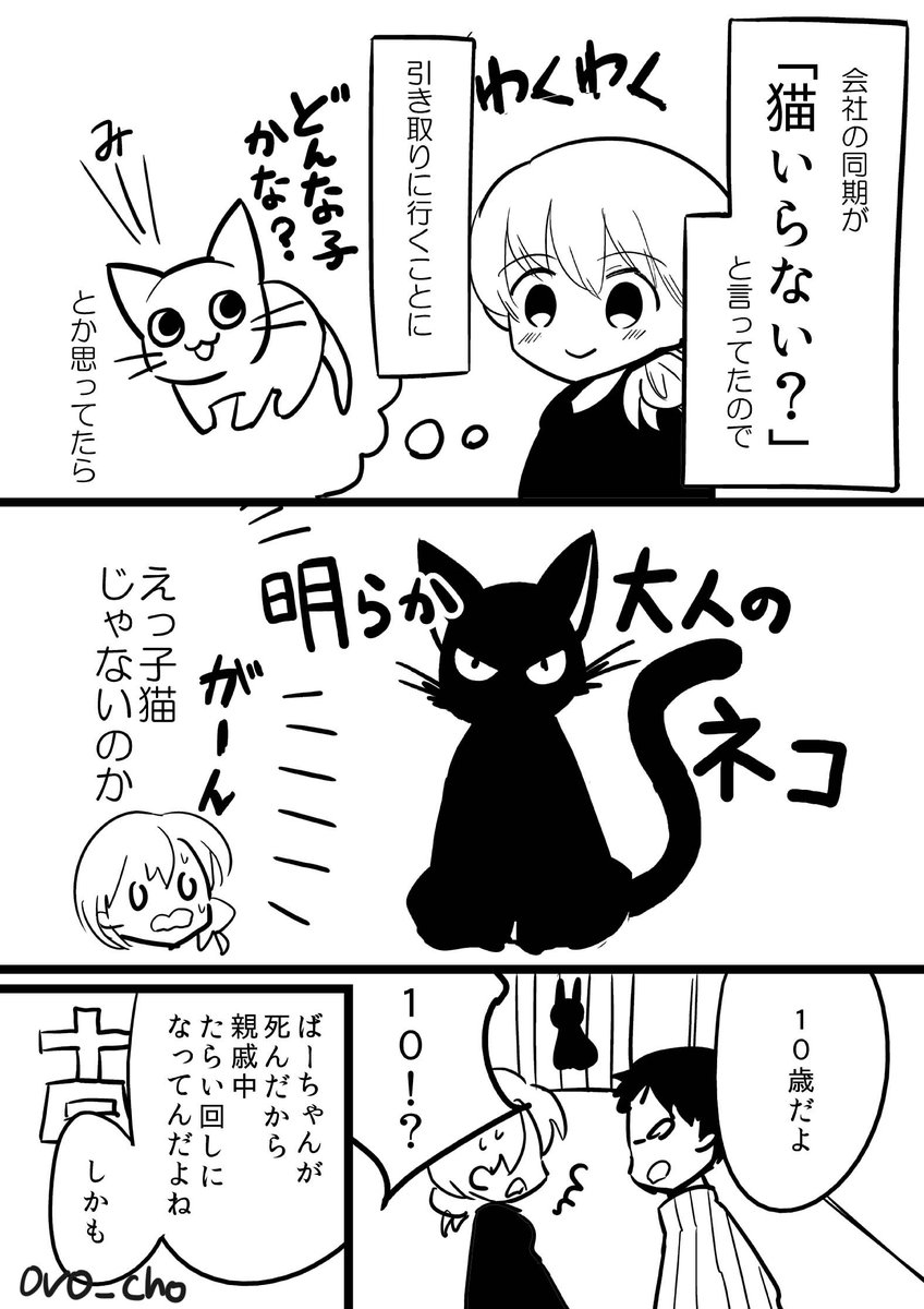 猫をもらった時の話 