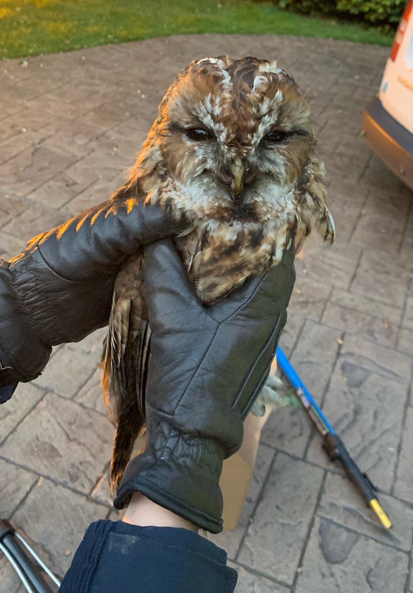CheshireFire's tweet image. It looked like it could be a dark night for an owl who was stuck in a chimney in Knutsford. The feathered one was released by @LymmFS, and the @RSPCA_official to-witnessed the rescue before taking the owl into their care.  

For more details - socsi.in/QGgFs