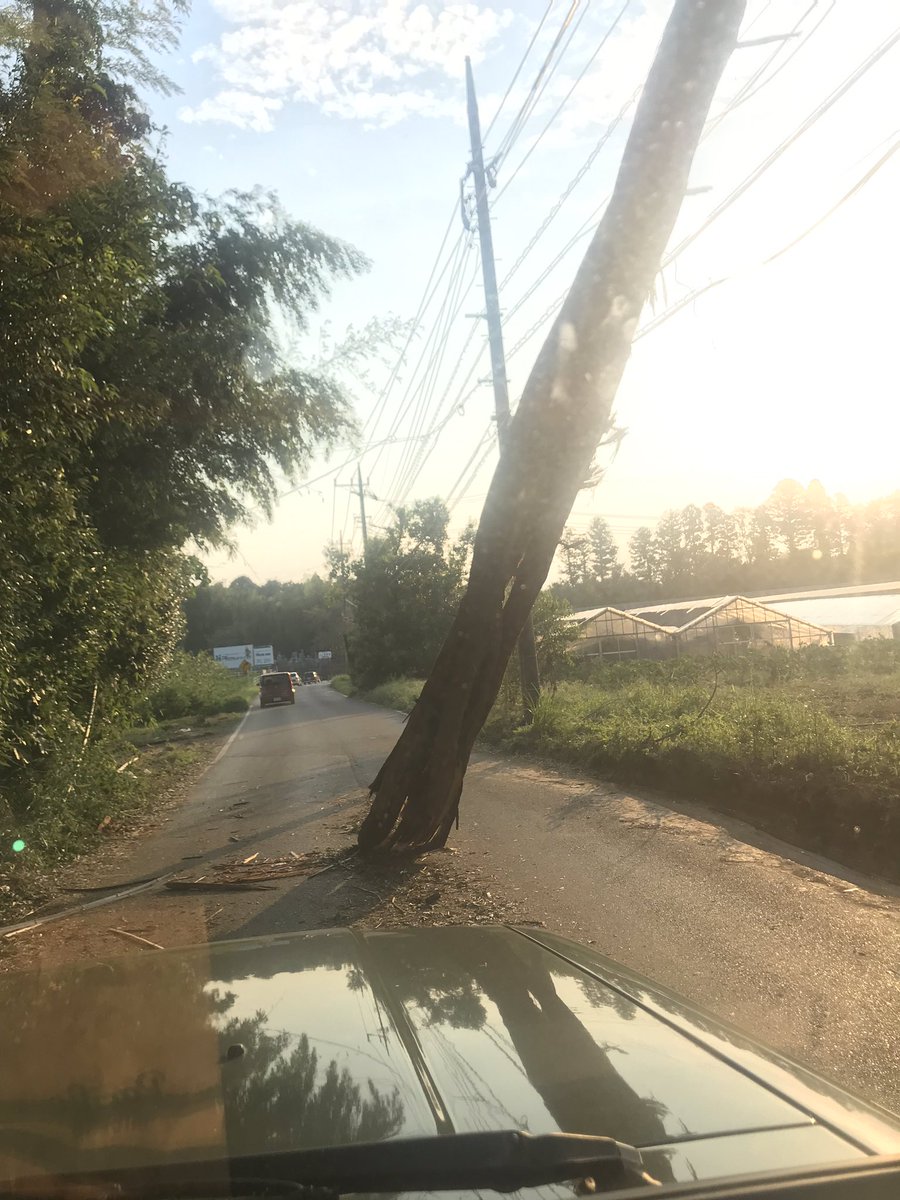 出勤しようとしたら道の真ん中に大木！
電線にもたれかかってる！
戦後か！