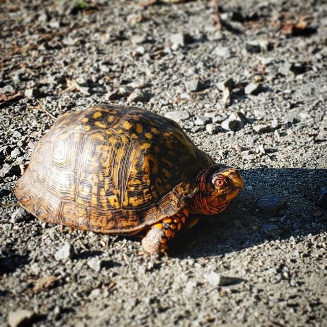 Bob_Clark_Jr's tweet photo. Turtle time! #parkrangerlife #trails #SRT #peacesignranger #cleantrails #makeitmontco #proudtotrail #onthecircuit #onpatrol #railstotrails #schuylkillrivertrail #schuylkillriver #lock60 #turtle #boxturtle https://t.co/RIg2Fa3gB1 https://t.co/4S9Uru8yND