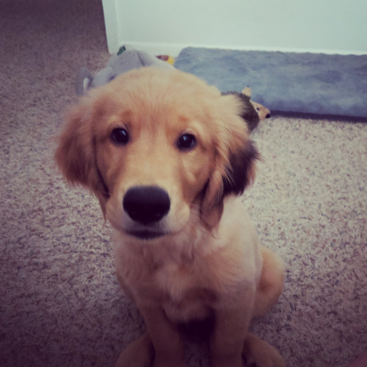 bwcspod's tweet photo. Who's a #GoodBoy #goldenatlas https://t.co/sKDVfiYie1