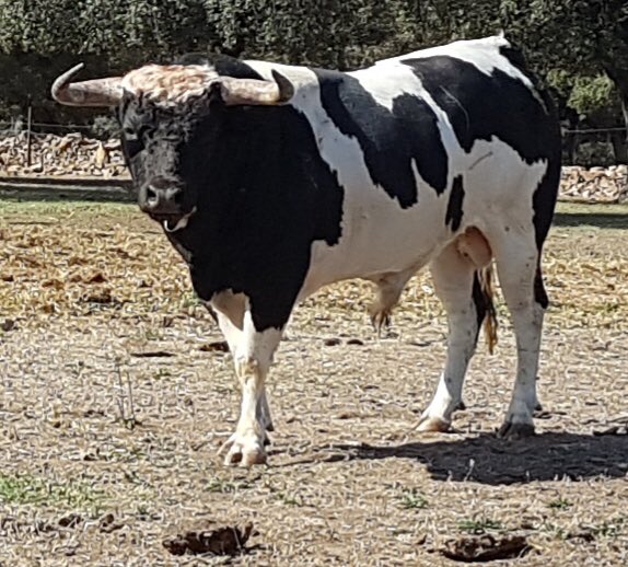 finca_eltrapio's tweet photo. ¡Este espectacular novillo-toro está de camino a nuestras instalaciones 😍!

Luce un pelaje precioso y es de la ganadería Barcial. Está a disposición de las peñas, comisiones y ayuntamientos.

Esta semanan llegarán nuevos toros.

¡Ven a verlo sin compromiso!

☎️ 604 290 932 https://t.co/iU7HI0mMWr