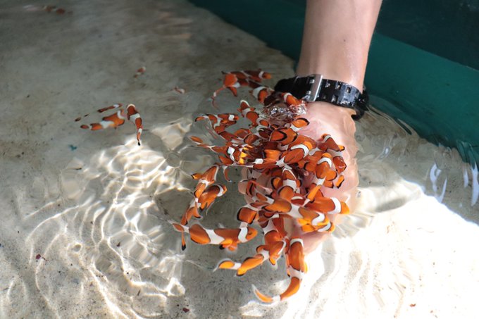 カクレクマノミのtwitterイラスト検索結果 古い順