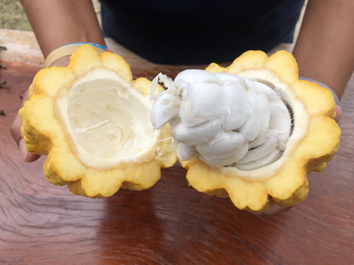 Graupix's tweet photo. ¿Cómo trabajan en @HcdaVictoria productores de uno de los mejores cacaos del mundo, el cacao de fino aroma? Os lo cuento en:  https://t.co/r8GIdQfOTy @Anecacao_Ecu 
@Aprocafa @jordirocasan #GraupixEcuador https://t.co/KK8hlc0xIw