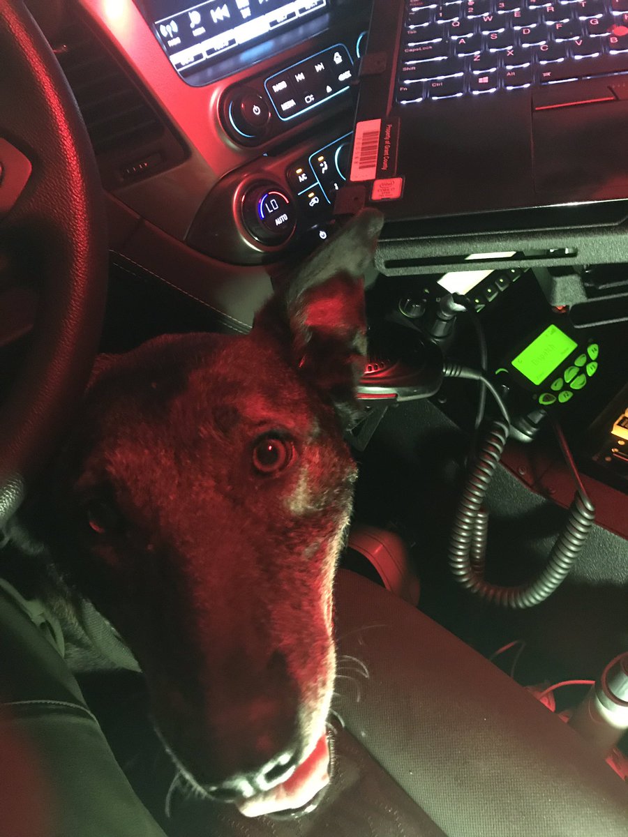 Columbia Basin K9s tweet media