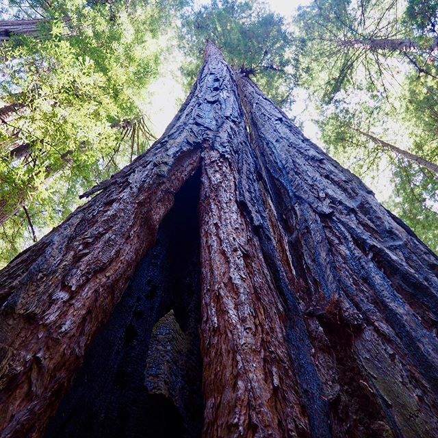 Liloufof's tweet photo. Redwoods 🌲🌲🌲 #henrycowellstatepark #treehuggers #redwoods https://t.co/IjxkqrhLdi https://t.co/U7FYJk2wj7