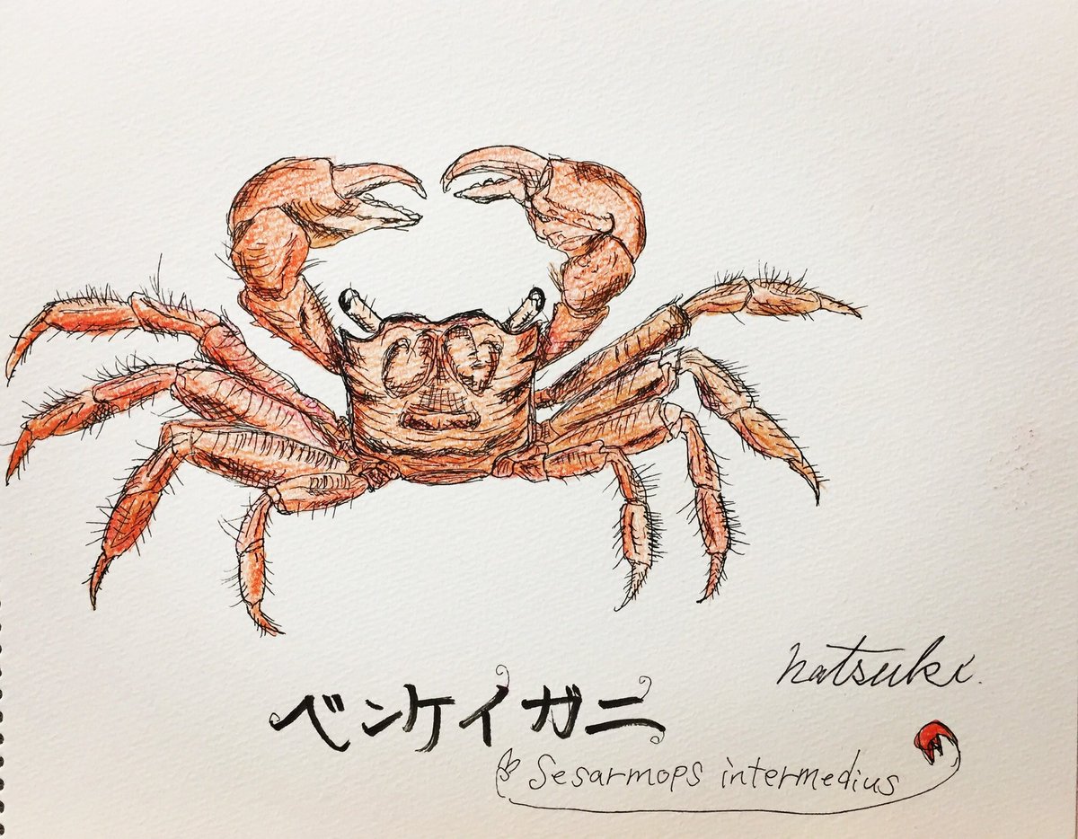 Natsuki Makita 牧田 夏希 Benkeigani Help Me Illustration Drawing Painting Sketch イラスト 絵 スケッチ ミリペン Pencilart Art カニ ベンケイガニ 蟹 生き物 Malen Gemalde Picture Crab Haveagoodtime T Co