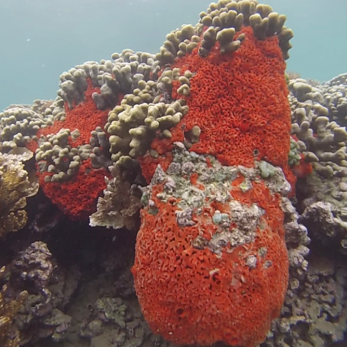 zoologicalscinz's tweet photo. Image of the Day: Cooperative Sponges
#Mycale #grandis teams up with #microbes housed inside it to gather #nutrients
Visit:https://t.co/DT2EbFCC88
#WednesdayWisdom #Microiology #Immunology #Frankfurt #Germany #International #Conference https://t.co/wZG6HfgqSV